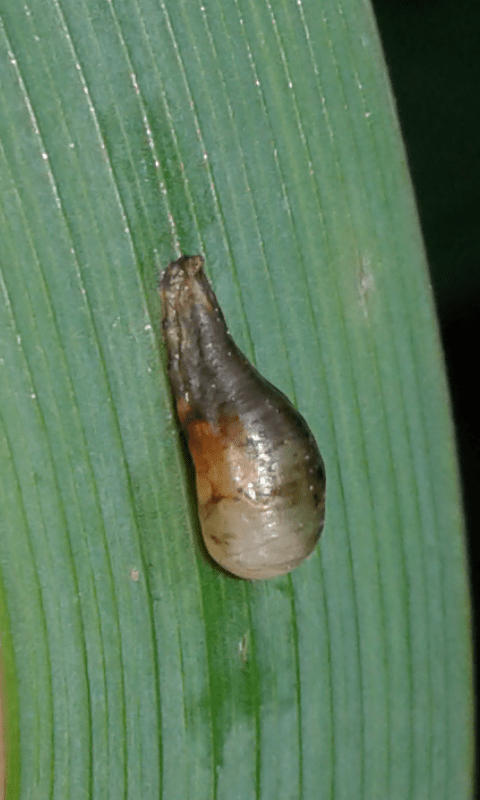 Pupa di dittero?  S, di Syrphidae